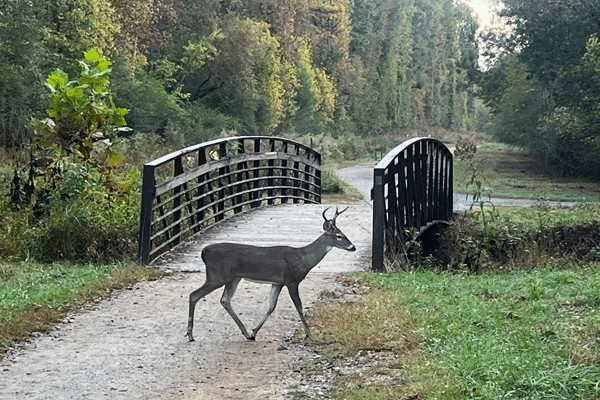 Chattahoochee Recreation Area